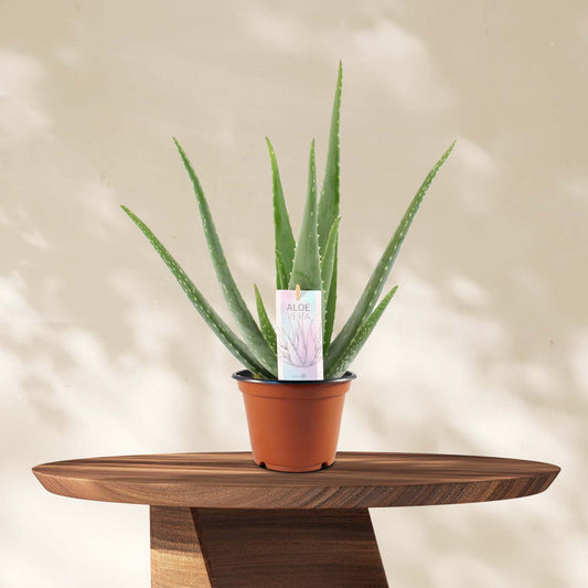 Aloe Vera P14 - Ø14cm - ↕45cm