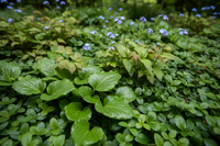 Schaduw Bloemenborder Set van 12, 24, 48, 60 of 120 planten