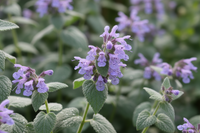 3 Kattenkruid ‘Nepeta faassenii’ Ø9 cm ↕15 cm