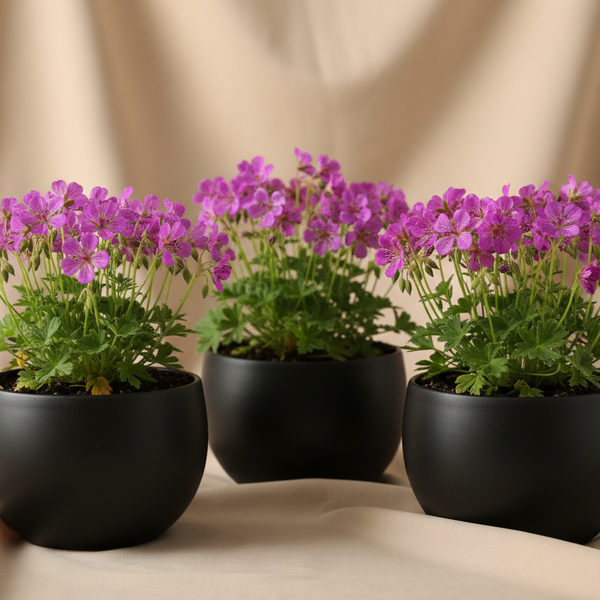 3 Ooievaarsbek ‘Geranium sanguineum’ Ø9 cm ↕15 cm