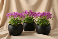 3 Ooievaarsbek ‘Geranium sanguineum’ Ø9 cm ↕15 cm
