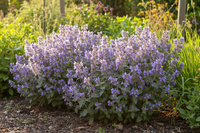 3 Kattenkruid ‘Nepeta faassenii’ Ø9 cm ↕15 cm