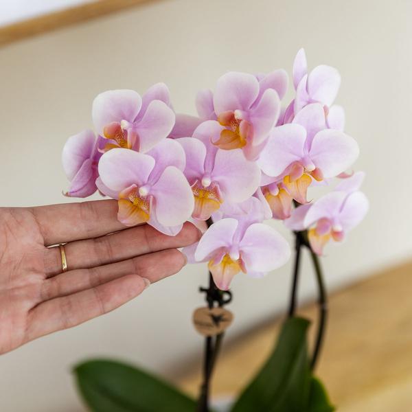 Kolibri Orchids | Gift set Mediterranean Sunset small | Groene plant met roze Phalaenopsis orchidee Andorra  in Painted Stripe sierpotten op wit organisch dienblad