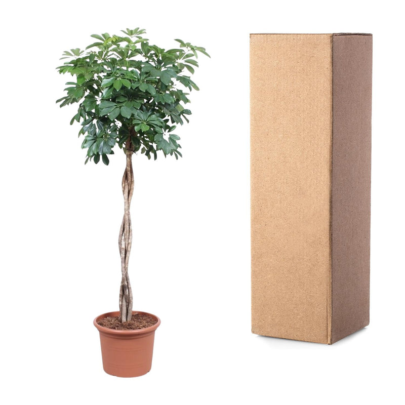 Schefflera Arboricola Compacta gevlochten stam - 190 cm - ø40