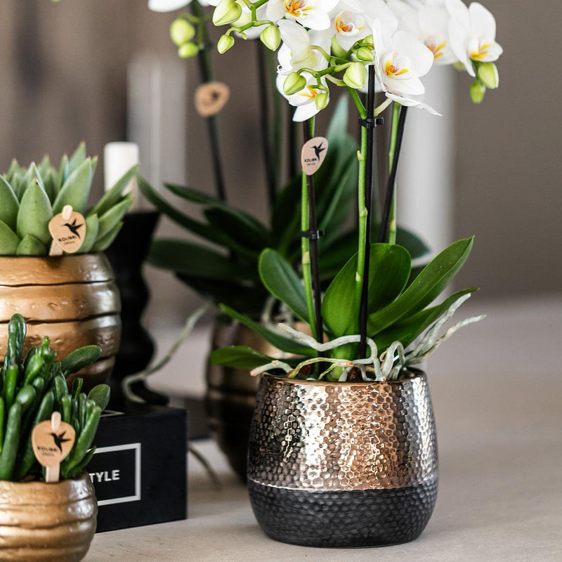 Kolibri Orchids | geel rode Phalaenopsis orchidee – Spain + Elite sierpot copper – potmaat Ø9cm – 40cm hoog | bloeiende kamerplant in bloempot