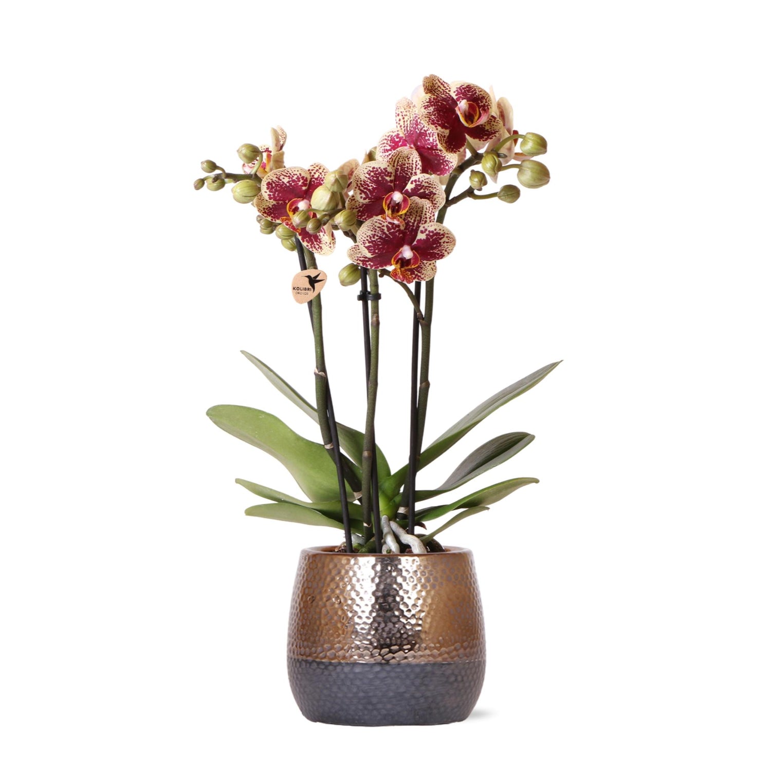 Kolibri Orchids | geel rode Phalaenopsis orchidee – Spain + Elite sierpot copper – potmaat Ø9cm – 40cm hoog | bloeiende kamerplant in bloempot