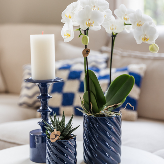 Kolibri Orchids | Set van witte orchidee Amabilis en succulent in Candy sierpotten blauw - potmaat Ø9cm & Ø6cm | bloeiende kamerplant