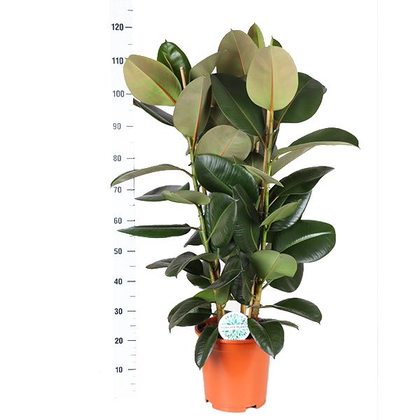 Ficus Elastica Robusta Ø27cm - ↕115cm in Boule WIT pot