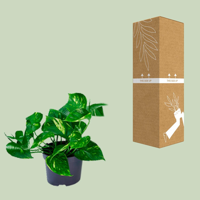 Epipremnum Aureum Mosstok - Ø15cm - ↕60cm - Ø12 - ↨20cm