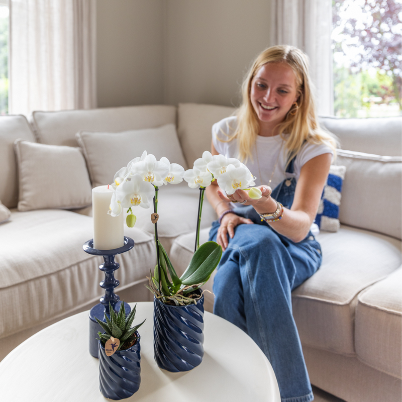 Kolibri Orchids | Set van witte orchidee Amabilis en succulent in Candy sierpotten blauw - potmaat Ø9cm & Ø6cm | bloeiende kamerplant