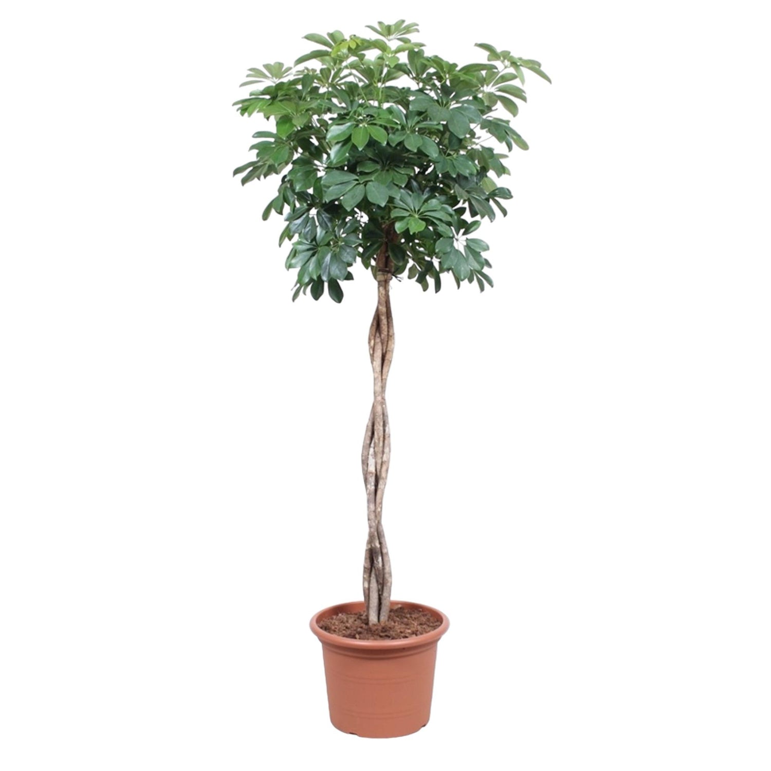 Schefflera Arboricola Compacta gevlochten stam - 190 cm - ø40