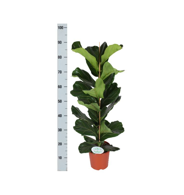 Ficus Lyrata - Ø21cm - ↕90cm in Boule OLIJF pot