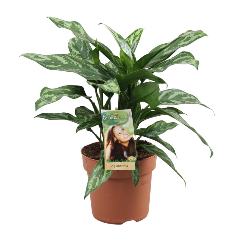 Aglaonema Maria - Ø17cm - ↕40cm