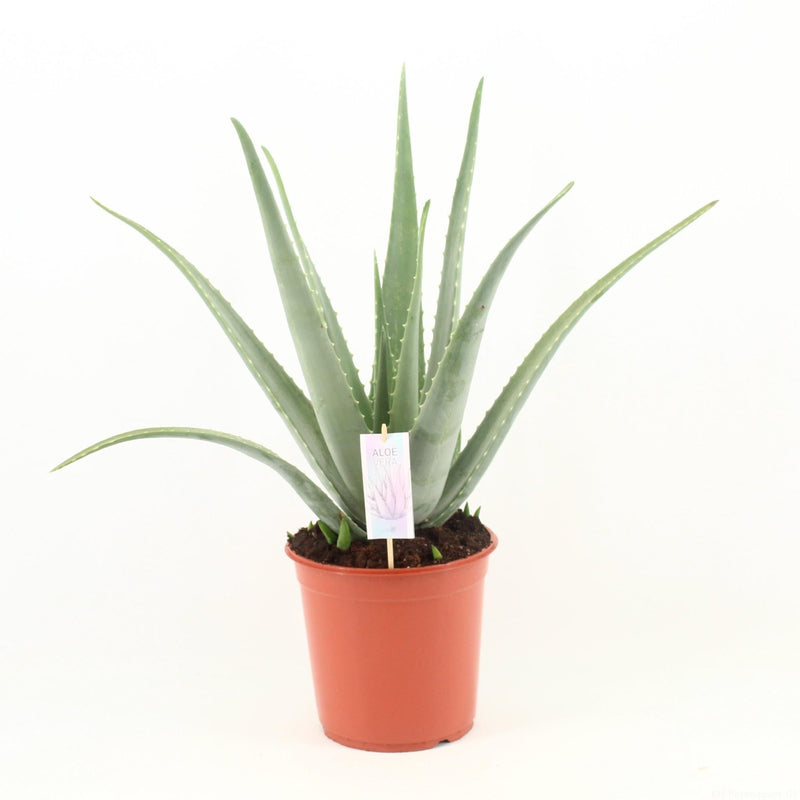 Aloe Vera P24 - Ø24cm - ↕70cm