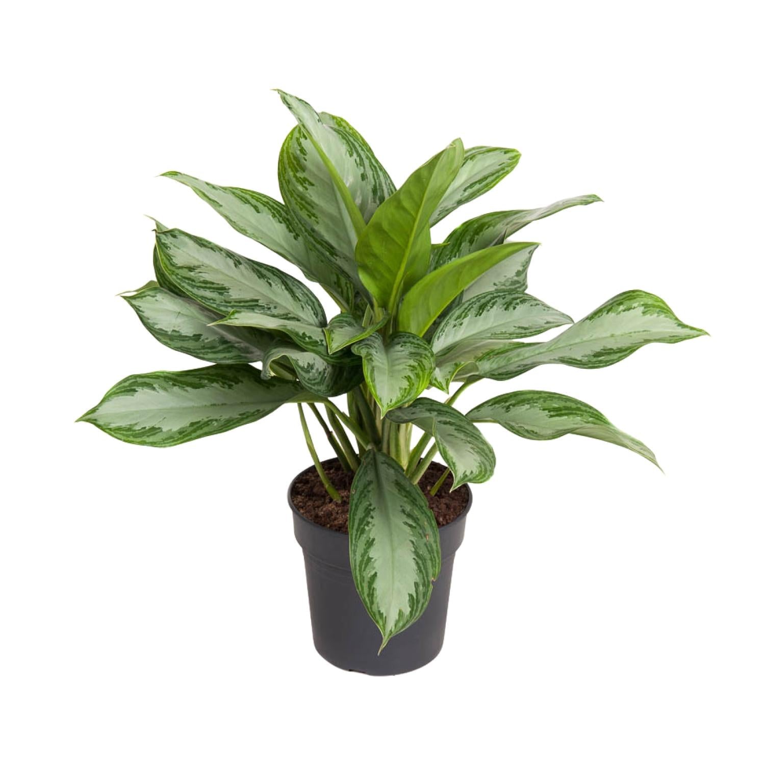 Aglaonema Cutlass - Ø19cm - ↕60cm