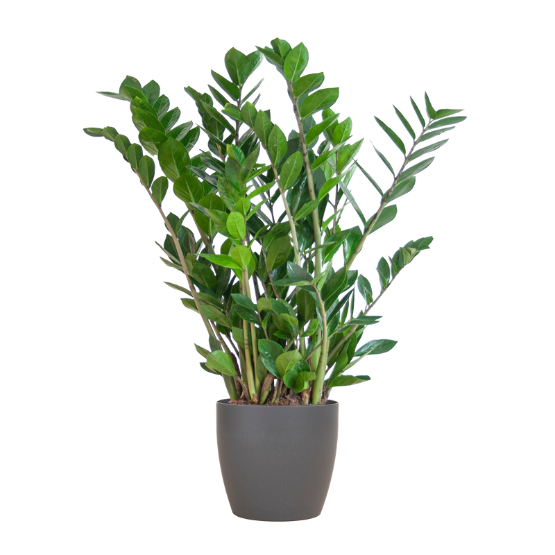 Zamioculcas Zamiifolia met Viber grijs - 80cm - Ø21