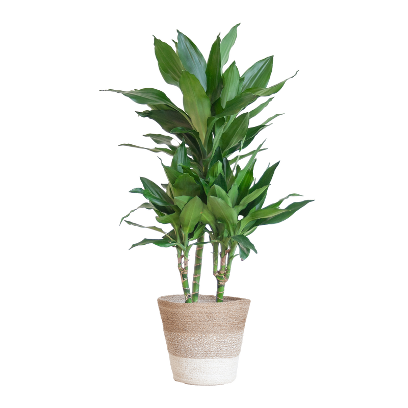 Dracaena  Janet Lindt met mand Lissabon wit - 95cm - Ø21