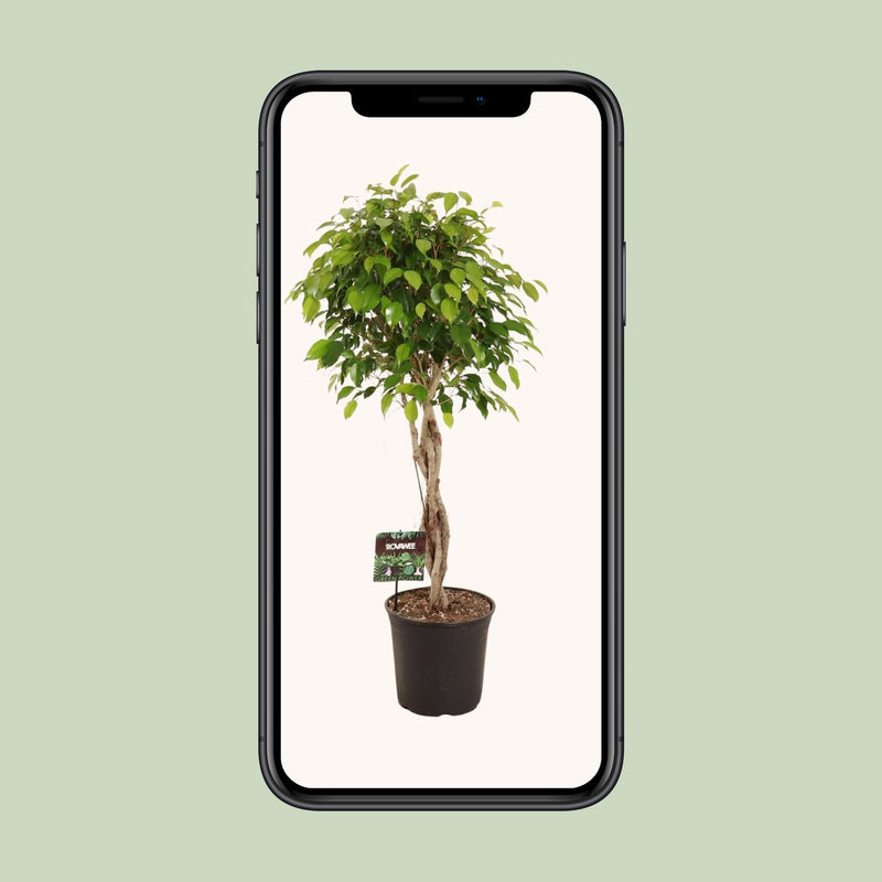 Ficus Benjamina Exotica - Ø27cm - ↕120cm