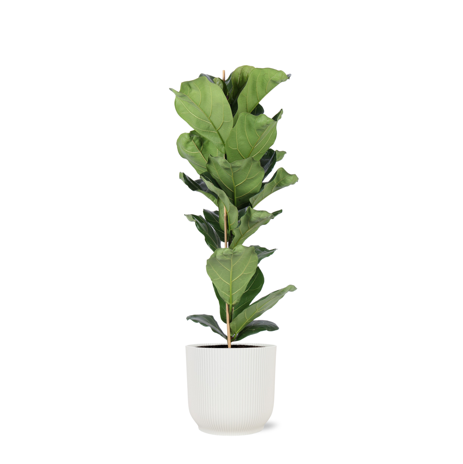 Ficus Lyrata - Ø21cm - ↕90cm in Vibes WIT pot