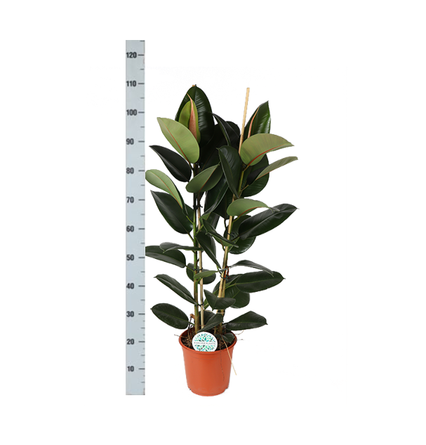 Ficus Elastica Robusta Ø24cm - ↕110cm in Boule ANTRACIET pot