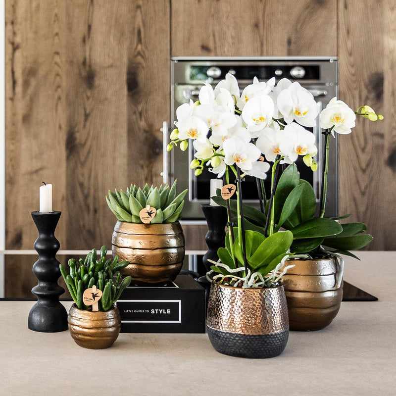 Kolibri Orchids | geel rode Phalaenopsis orchidee – Spain + Elite sierpot copper – potmaat Ø9cm – 40cm hoog | bloeiende kamerplant in bloempot