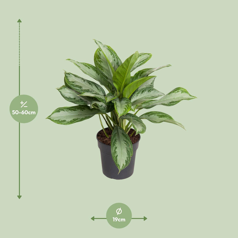 Aglaonema Cutlass - Ø19cm - ↕60cm