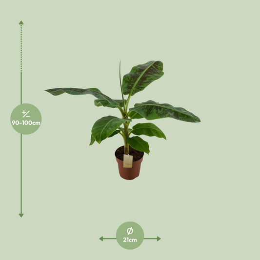 Musa Dwarf Cavendish - Ø21cm - ↕100cm