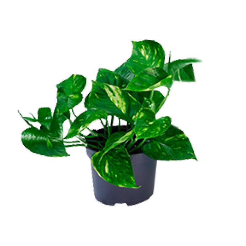 Epipremnum Aureum Mosstok - Ø15cm - ↕60cm - Ø12 - ↨20cm