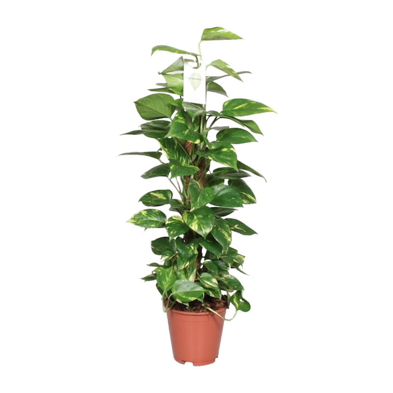 Epipremnum Aureum Mosstok - Scindapsus - Ø19cm - ↕80cm