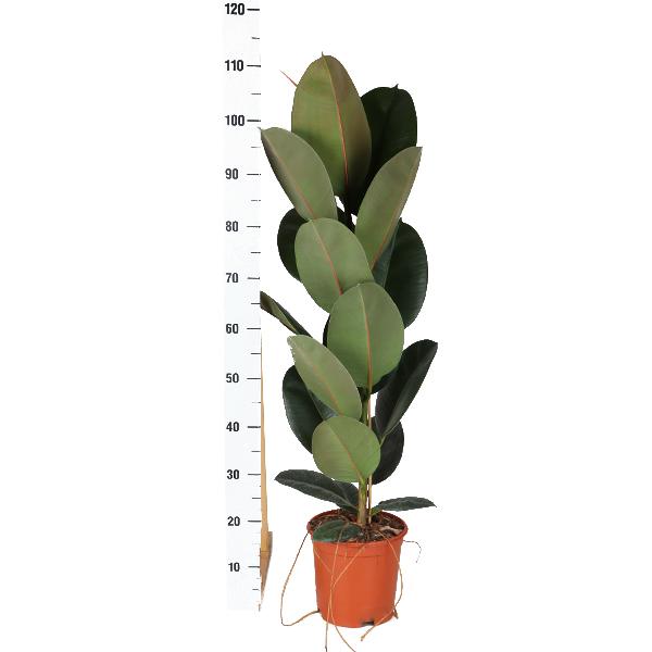 Ficus Elastica Robusta - Ø21cm - ↕90cm in Boule OLIJF pot