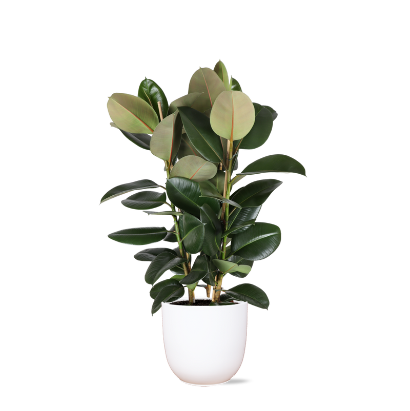 Ficus Elastica Robusta Ø27cm - ↕115cm in Boule WIT pot