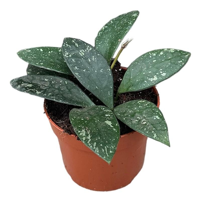 Hoya Rundumensis Splash - Ø10,5cm - ↕cm