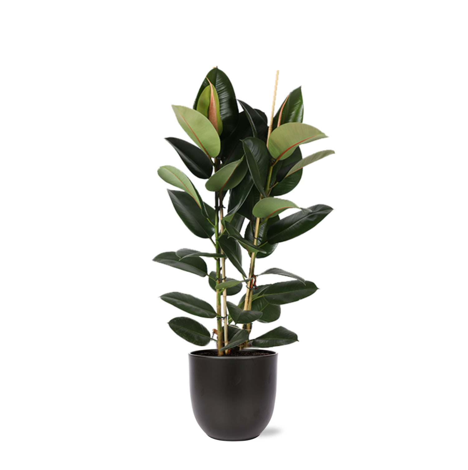 Ficus Elastica Robusta Ø24cm - ↕110cm in Boule ANTRACIET pot