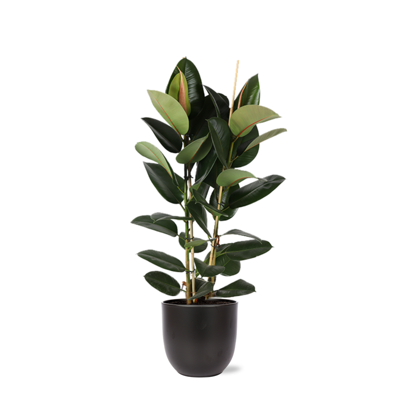 Ficus Elastica Robusta Ø24cm - ↕110cm in Boule ANTRACIET pot