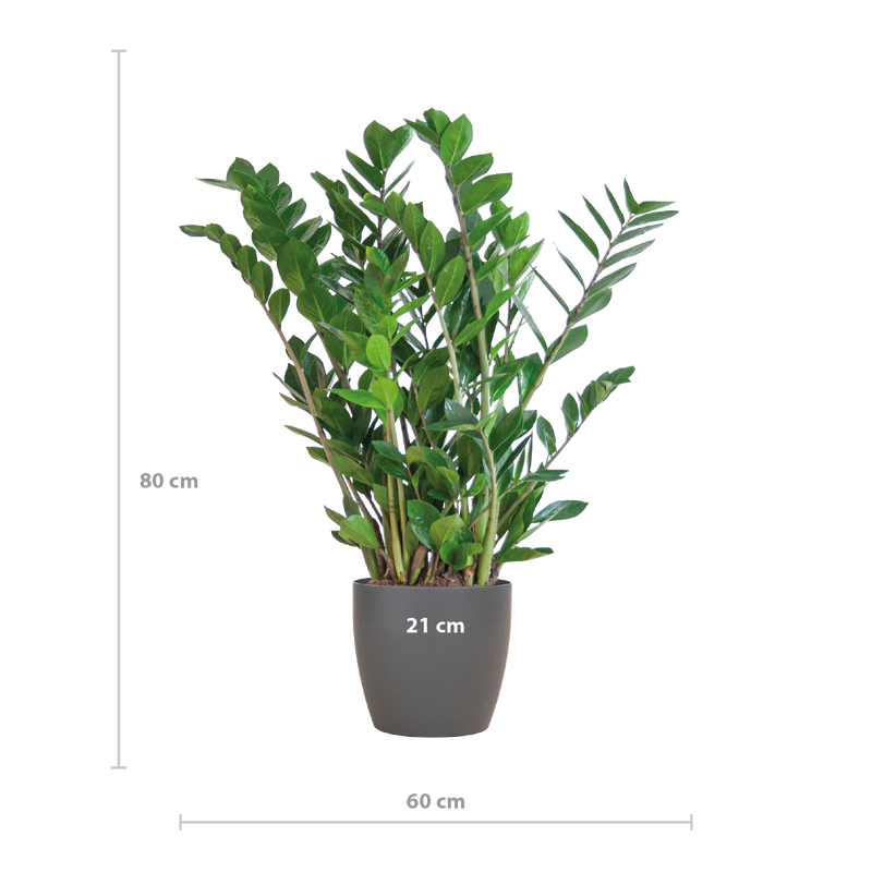 Zamioculcas Zamiifolia met Viber grijs - 80cm - Ø21