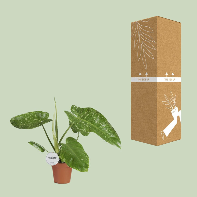 Philodendron Jose Buono - Ø15cm - ↕45cm