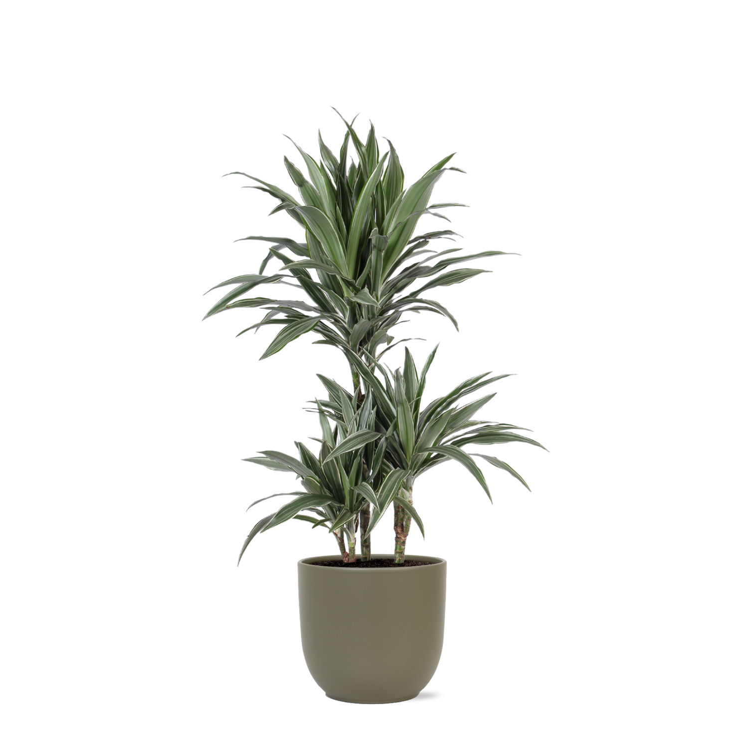 Dracaena Warneckii Ø21cm - ↕65cm in Boule OLIJF pot