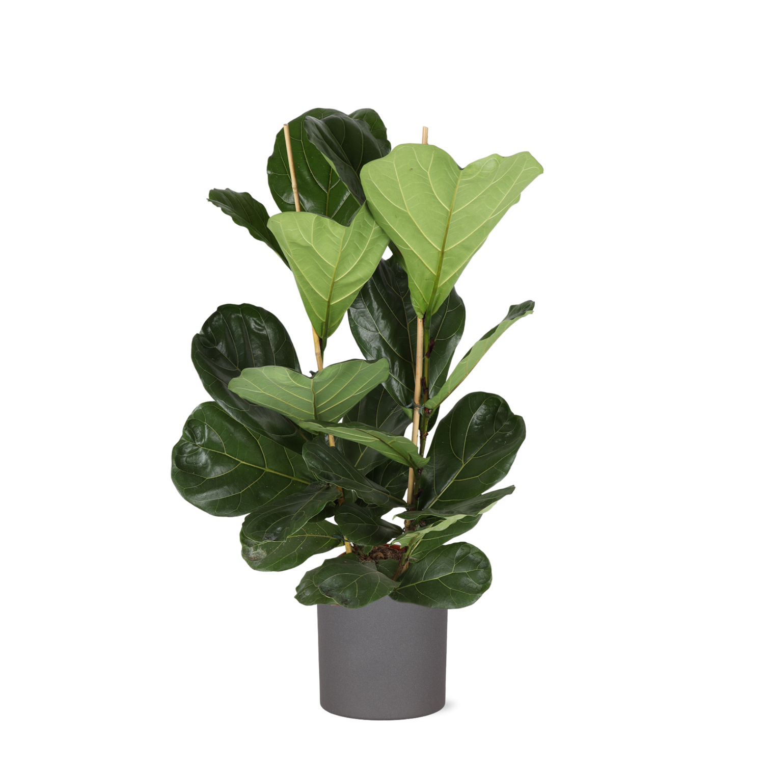 Ficus Lyrata - Ø24cm - ↕120cm in ERA antraciet pot