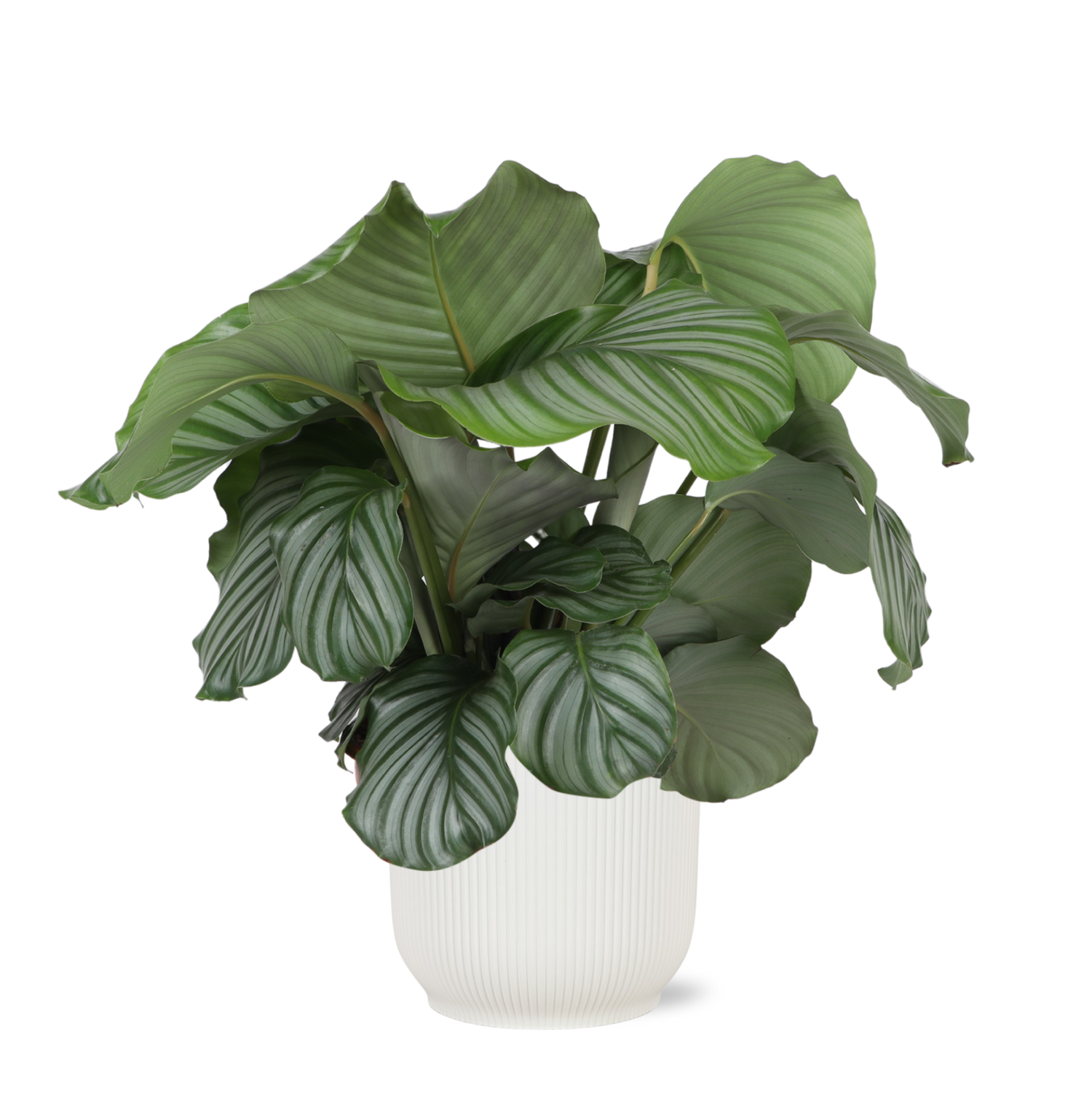 Calathea Orbifolia Ø21cm - ↕70cm in Vibes WIT pot