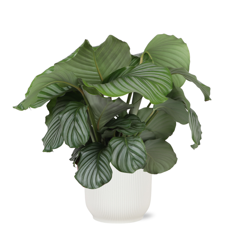 Calathea Orbifolia Ø21cm - ↕70cm in Vibes WIT pot