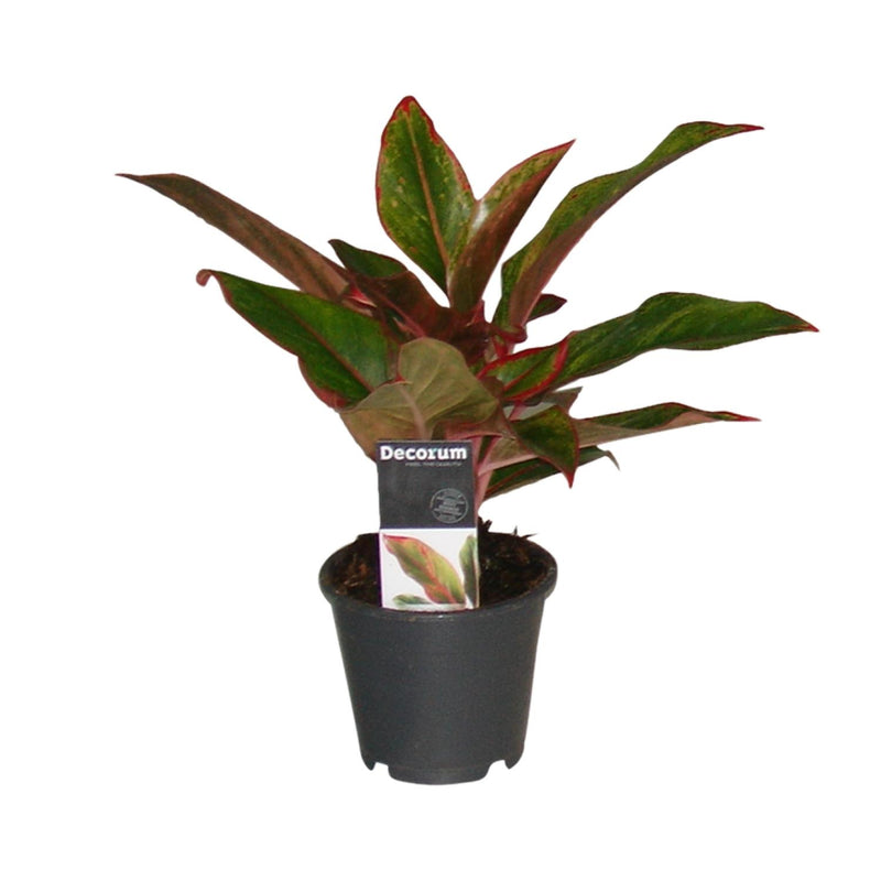 Aglaonema Crete - Ø12cm - ↕50cm