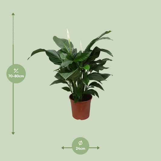 Spathiphyllum Sweet Silvana - Ø24cm - ↕80cm