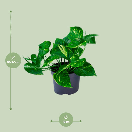 Epipremnum Aureum Mosstok - Ø15cm - ↕60cm - Ø12 - ↨20cm