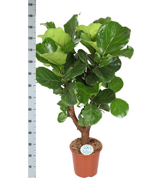 Ficus Lyrata (vertakt) Ø27cm ↕130cm in Boule WIT pot