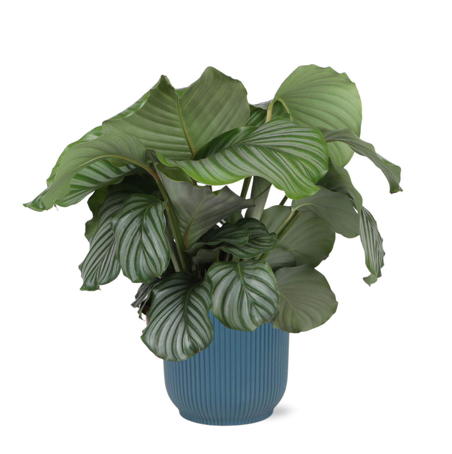 Calathea Orbifolia Ø21cm - ↕70cm in VIBES blue pot