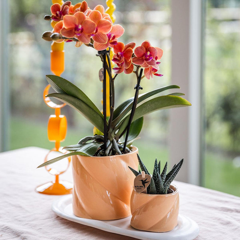 Gift set Optimism small peach | Groene plant met oranje Phalaenopsis orchidee in Candy sierpotten op wit organisch dienblad