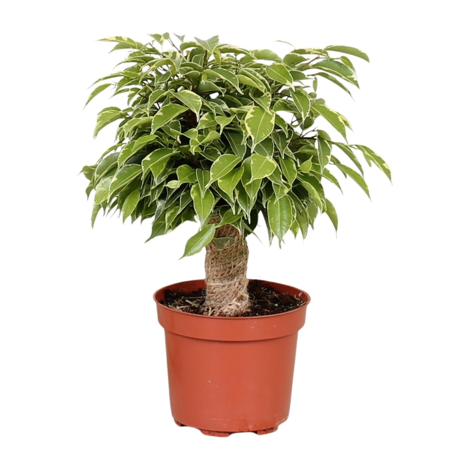 Ficus Benjamina Kinky - Ø12cm - ↕28cm