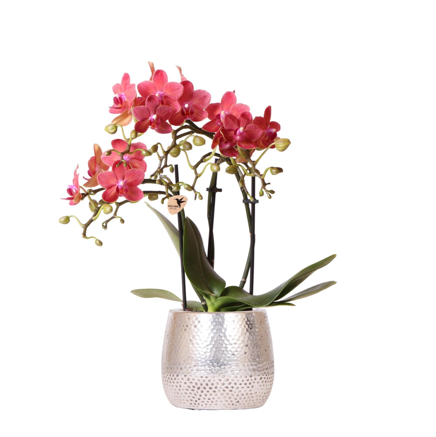 Kolibri Orchids | rode Phalaenopsis orchidee – Congo + Elite pot silver – potmaat Ø9cm – 40cm hoog | bloeiende kamerplant in bloempot