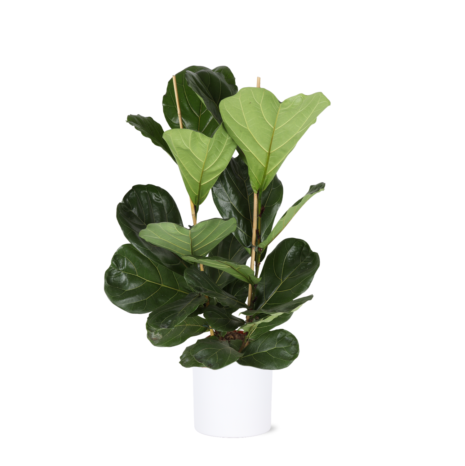 Ficus Lyrata - Ø24cm - ↕120cm in Era WIT pot