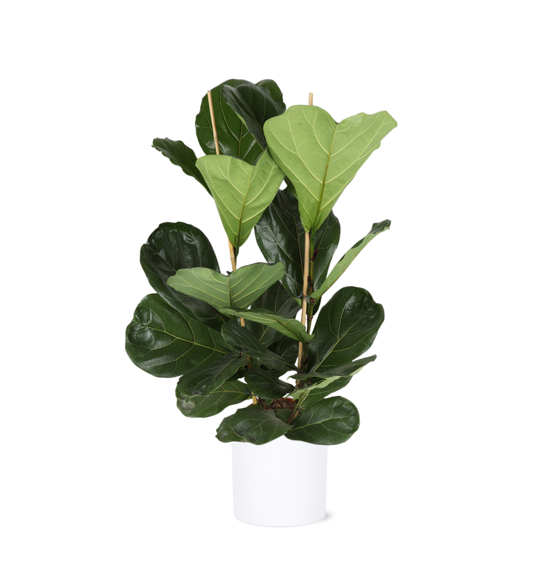 Ficus Lyrata - Ø24cm - ↕120cm in Era WIT pot